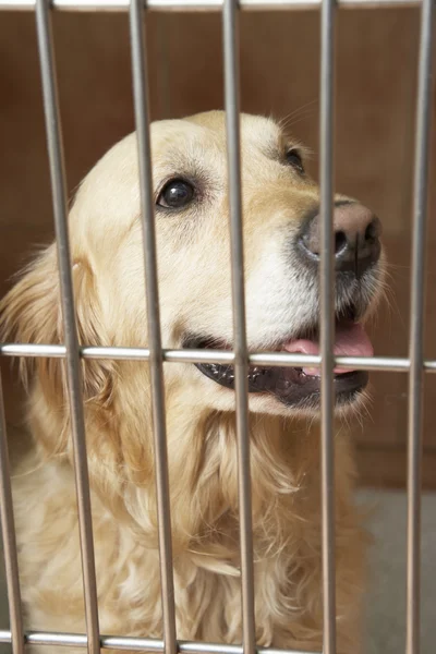Złoty pies myśliwski pies w klatce — Zdjęcie stockowe