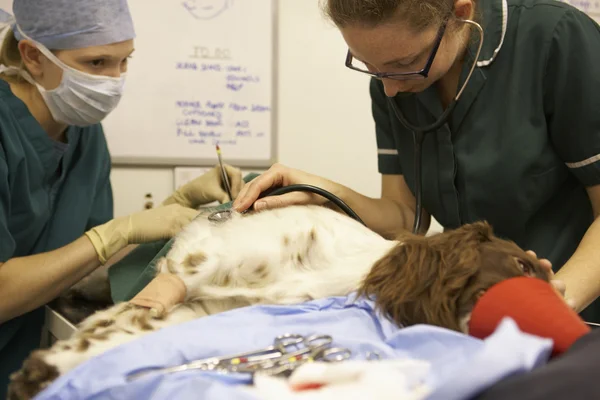 Hund som genomgår kirurgi hos veterinärer — Stockfoto