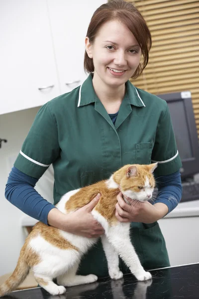 Femelle vétérinaire examinant le chat — Photo