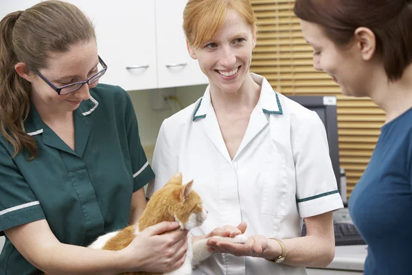Kvinnliga veterinär undersöka katten — Stockfoto