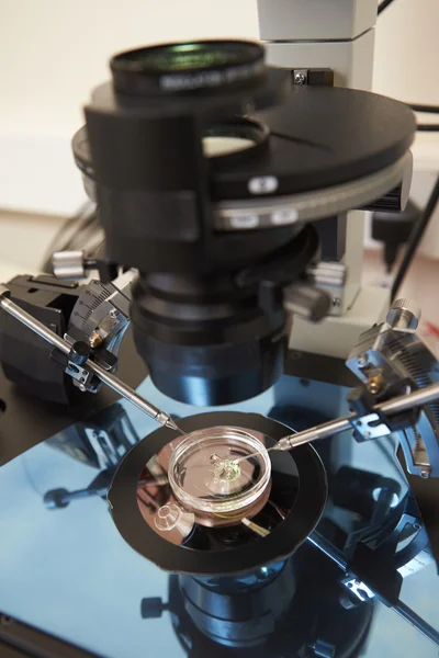 Fertilização laboratorial de ovos no tratamento da fertilização in vitro — Fotografia de Stock