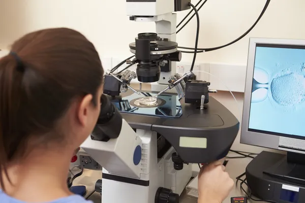 Fertilización de laboratorio de huevos en el tratamiento de FIV — Foto de Stock