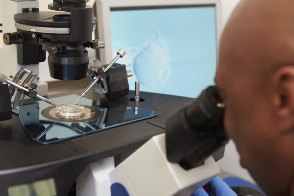 Fertilización de laboratorio de huevos en el tratamiento de FIV — Foto de Stock