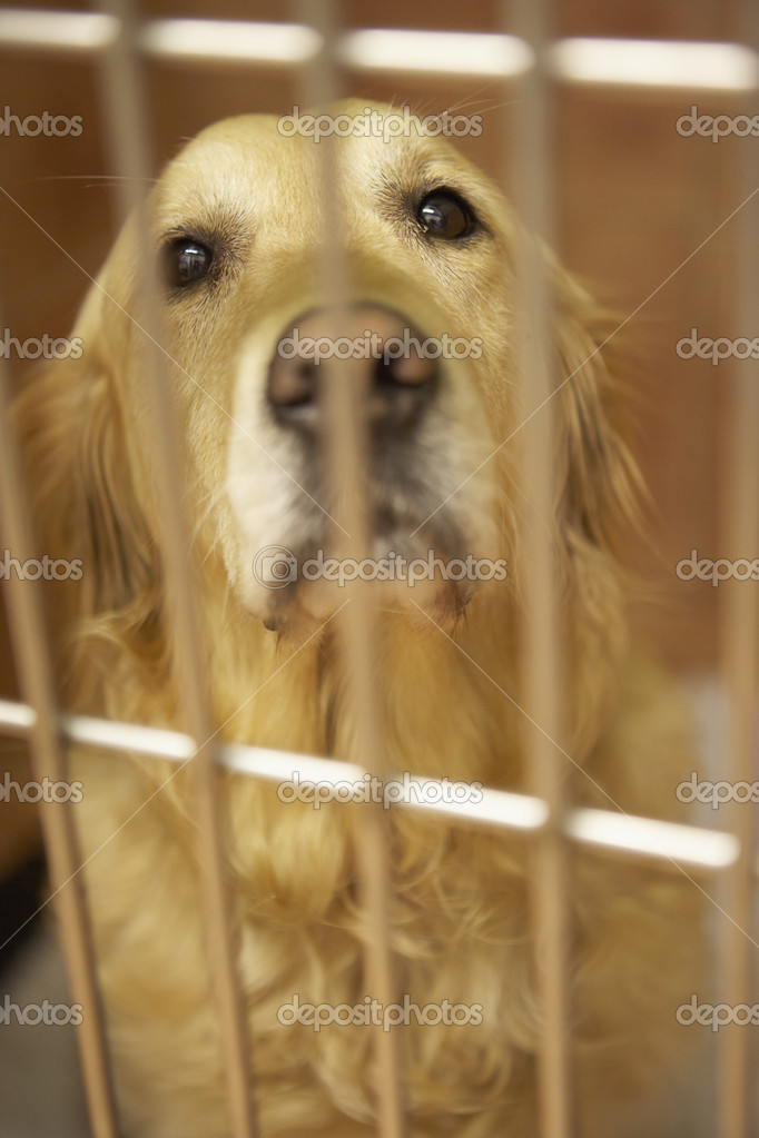 retriever cage