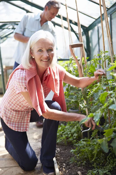 Par söker efter tomatplantor i växthus — Stockfoto