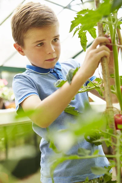 Ragazzo che raccoglie pomodori coltivati in casa — Foto Stock