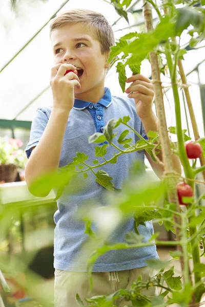 Ragazzo mangiando pomodori casa cresciuti — Zdjęcie stockowe