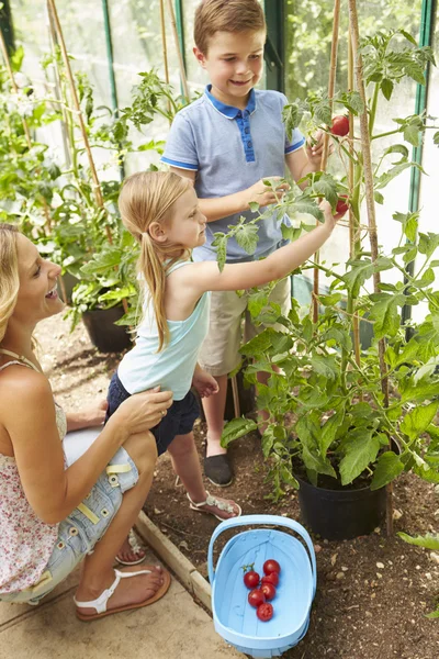 Moeder en kinderen oogsten van tomaten — Stockfoto