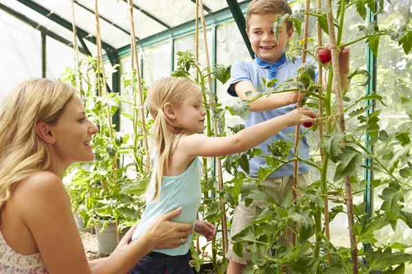 Madre e hijos cosechando tomates — Foto de Stock