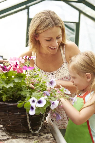 Madre e hija Plantas de cultivo — Foto de Stock