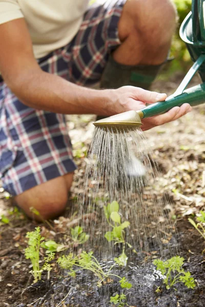 Man aanplant zaailing in grond — Stockfoto