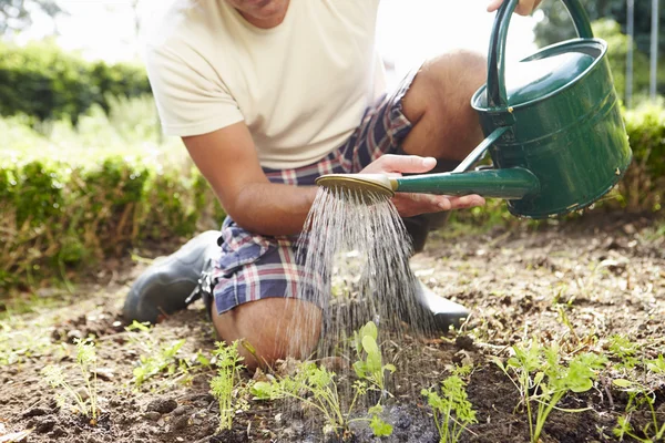 Человек поливает семена в земле — стоковое фото
