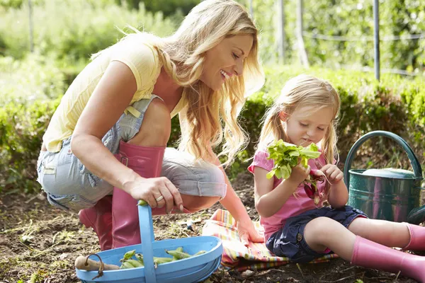 Mother and Daughter Harvesting Radish — стоковое фото