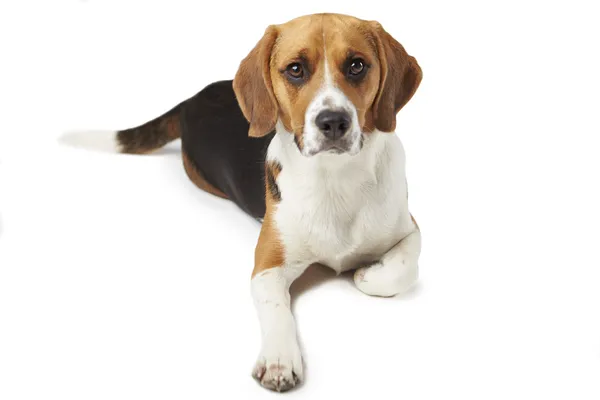 Estúdio retrato de cão mentiroso beagle contra fundo branco — Fotografia de Stock