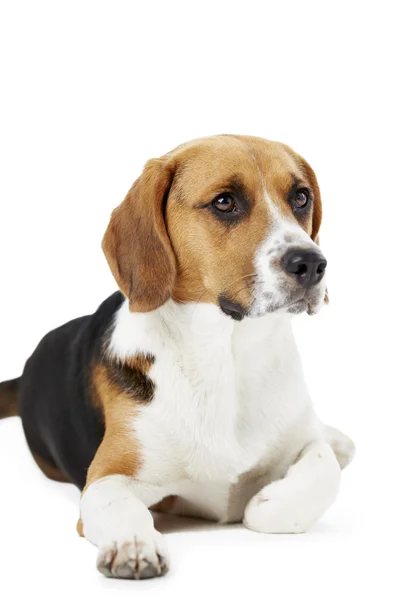 Estudio retrato de Beagle mintiendo perro contra fondo blanco —  Fotos de Stock
