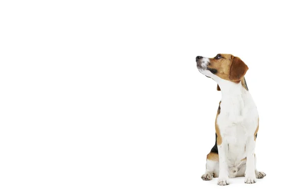 Estúdio retrato de cão beagle contra fundo branco — Fotografia de Stock