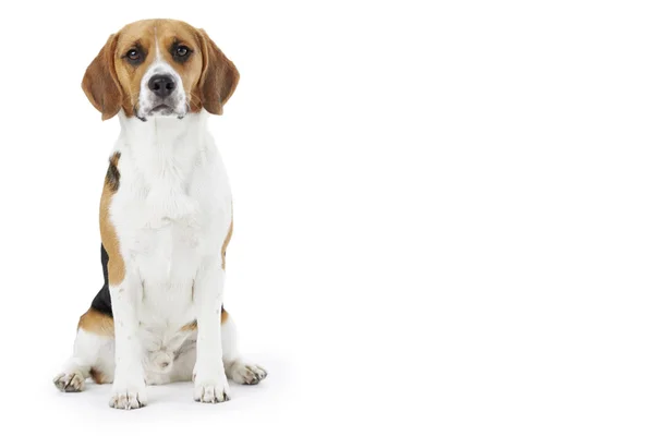 Studio Portrait Of Beagle Dog Against White Background — Stock Photo, Image