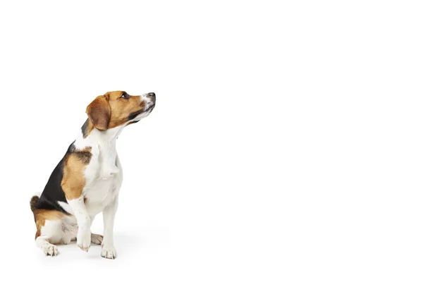 Studio portret van beagle hond tegen witte achtergrond — Stockfoto