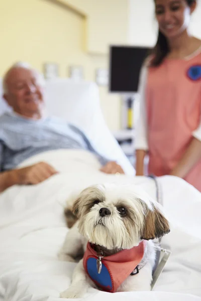 Terapia pies odwiedzających starszy pacjent płci męskiej w szpitalu — Zdjęcie stockowe
