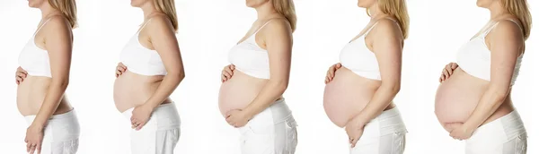 Studiosequenz zeigt den Verlauf der menschlichen Schwangerschaft — Stockfoto