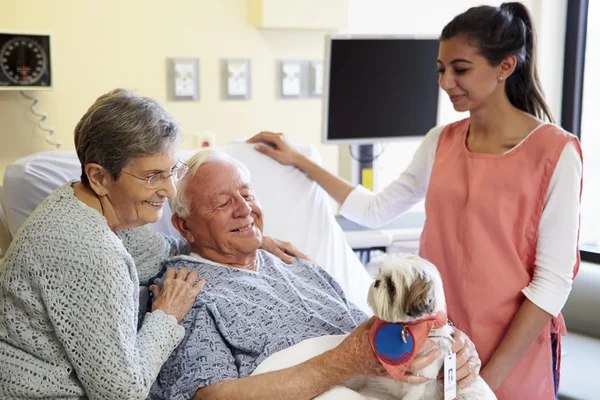 Собака-терапевт посещает пожилого пациента в больнице — стоковое фото