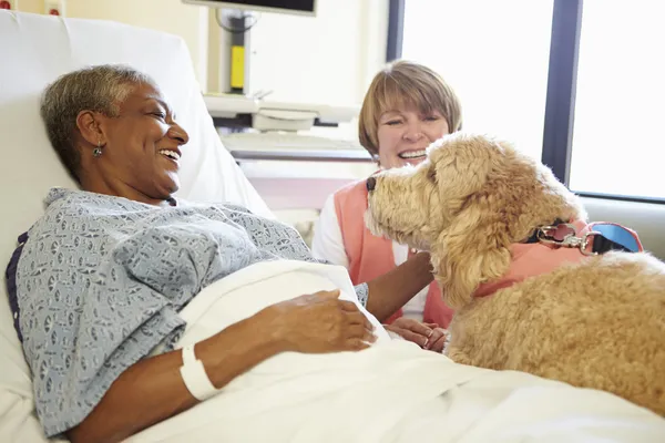 Mascotas Terapia Perro Visitante Senior Paciente Femenina En El Hospital — Foto de Stock