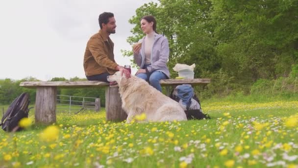 Para Zwierzakiem Golden Retriever Pies Spacerze Wsi Siedzieć Ławce Cieszyć — Wideo stockowe