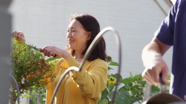 Zralý Asijský Muž Vody Rostlin Letní Zahradě Pomocí Zalévání Může — Stock video