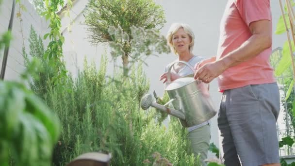 在花园里做家务 浇水和整理植物的退休老两口笑着 动作缓慢 — 图库视频影像