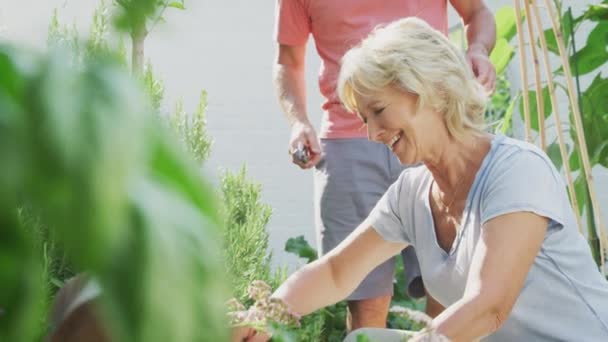 Senyum Pasangan Senior Yang Sudah Pensiun Berlutut Dan Bekerja Kebun — Stok Video