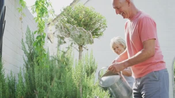 Lächelndes Rentnerehepaar Das Hause Garten Arbeitet Und Pflanzen Wässert Und — Stockvideo