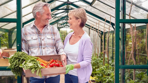 Senior Couple Holding Box Home Grown Zelenina Skleníku — Stock fotografie
