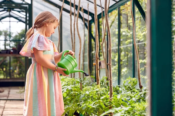 Junges Mädchen Gießt Tomatenpflanzen Heimischen Gewächshaus — Stockfoto