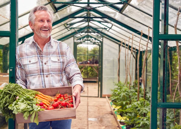 Retrato Hombre Mayor Sosteniendo Caja Verduras Cultivadas Casa Invernadero — Foto de Stock