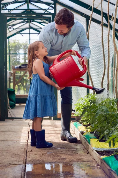 Córka Pomaga Ojcu Podlewać Rośliny Pomidorów Szklarni Domu — Zdjęcie stockowe