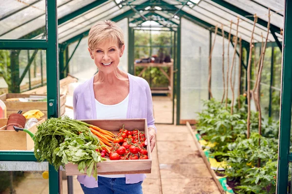 Portrait Senior Woman Holding Box Home Grown Vegetables Greenhouse — Stock Photo, Image