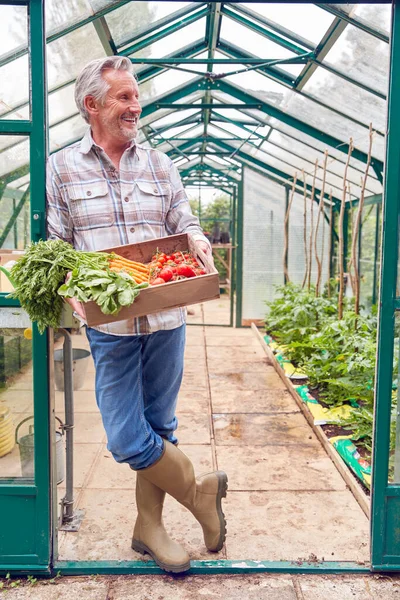 温室内で育った野菜の老人持株箱の全長肖像画 — ストック写真