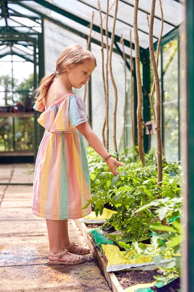 自宅の温室でトマトの植物を見る若い女の子 — ストック写真