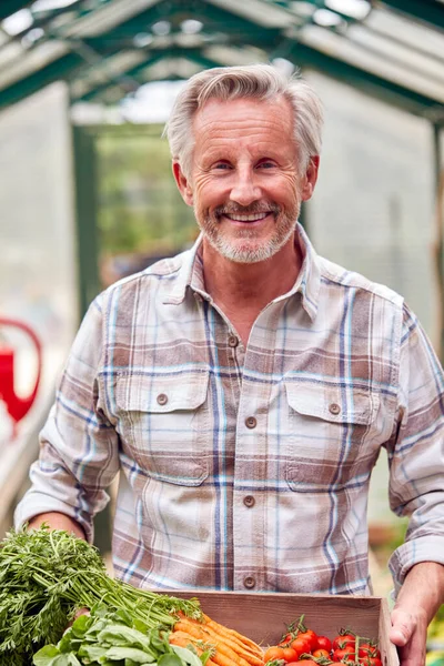 温室で栽培された家庭野菜の箱を持つシニア男性の肖像画 — ストック写真