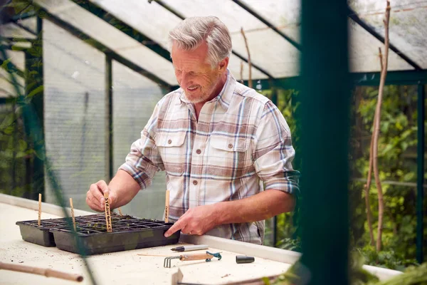 Senior Man Planting Labelling Seeds Trays Greenhouse — Stock Photo, Image