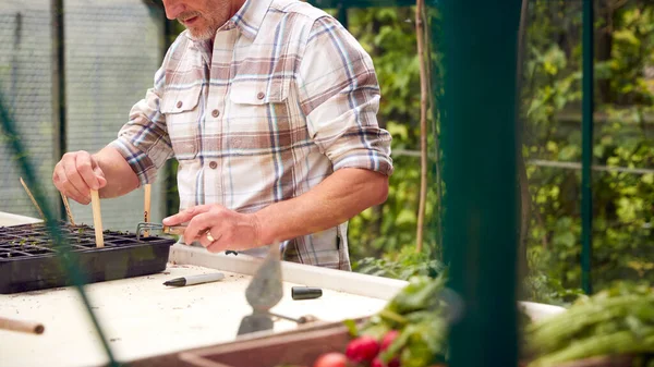 Close Senior Man Planting Seeds Trays Greenhouse — Stock Photo, Image