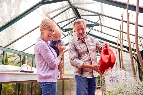 Nonni Con Bambino Nipote Irrigazione Piante Serra Insieme — Foto Stock