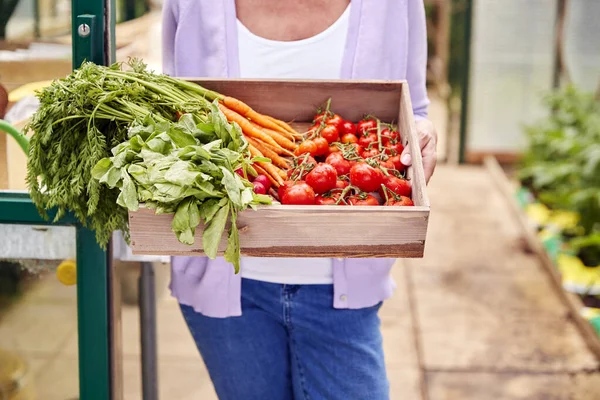 Närbild Senior Woman Holding Box Hemodlade Grönsaker Växthus — Stockfoto