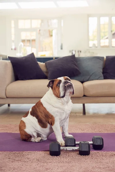 Pet English Bulldog Seitting Exercise Mat Hand Weights Home — Stock fotografie