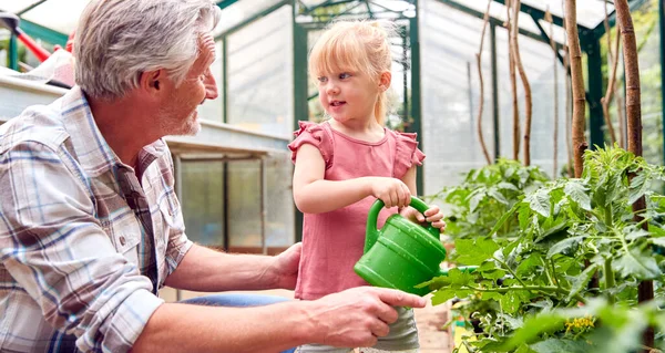 Abuelo Con Nieta Regar Plantas Invernadero Con Regadera Juntos — Foto de Stock