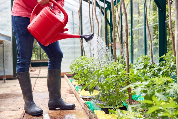 Gros Plan Homme Arrosant Des Plantes Tomate Serre Maison — Photo