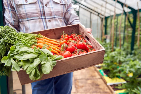 Närbild Senior Man Holding Box Hemodlade Grönsaker Växthus — Stockfoto