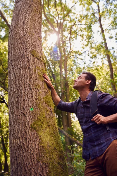 Muž Batohem Krajině Pěší Túry Stezce Lesem Opírající Strom — Stock fotografie