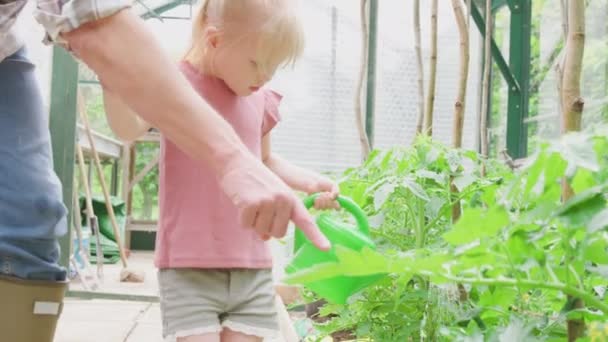 Grandfather Helping Granddaughter Water Tomato Plants Greenhouse Toy Watering Can — Wideo stockowe