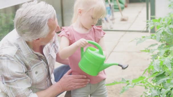 Grandfather Helping Granddaughter Water Tomato Plants Greenhouse Toy Watering Can — Stockvideo